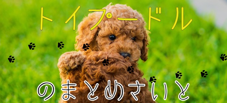 cook 今日なに作ろ？